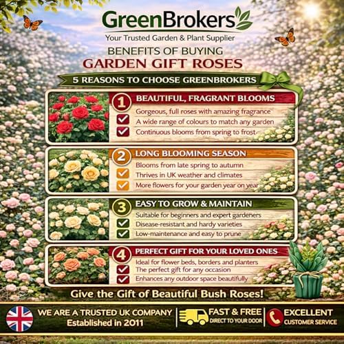 “A Rose to Say Happy 60th Birthday”- Gift Wrapped - 3L Potted - Five Colour Choices