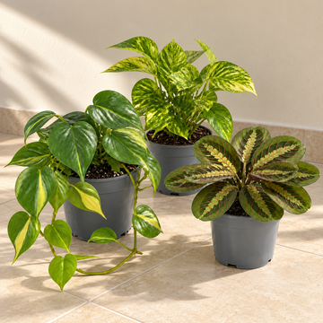 Jungle Shelf 3 Plant Collection - Philodendron Brasil, Golden Pothos & Maranta, 1L Pots