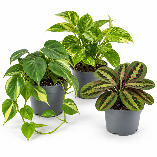 Jungle Shelf 3 Plant Collection - Philodendron Brasil, Golden Pothos & Maranta, 1L Pots