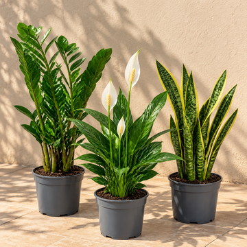 Low Light 3 Plant Collection - Snake Plant, Peace Lily & ZZ Plant – Mixed Houseplants Set in 1L Pots