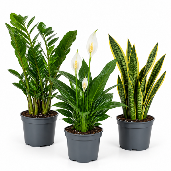 Low Light 3 Plant Collection - Snake Plant, Peace Lily & ZZ Plant – Mixed Houseplants Set in 1L Pots