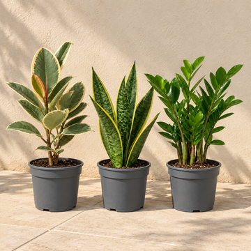 Modern Minimalist 3 Plant Collection - Ficus Tineke, Snake Plant & ZZ Plant, 1L Pots