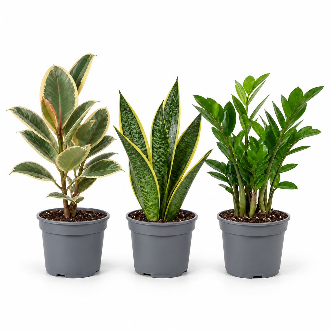 Modern Minimalist 3 Plant Collection - Ficus Tineke, Snake Plant & ZZ Plant, 1L Pots
