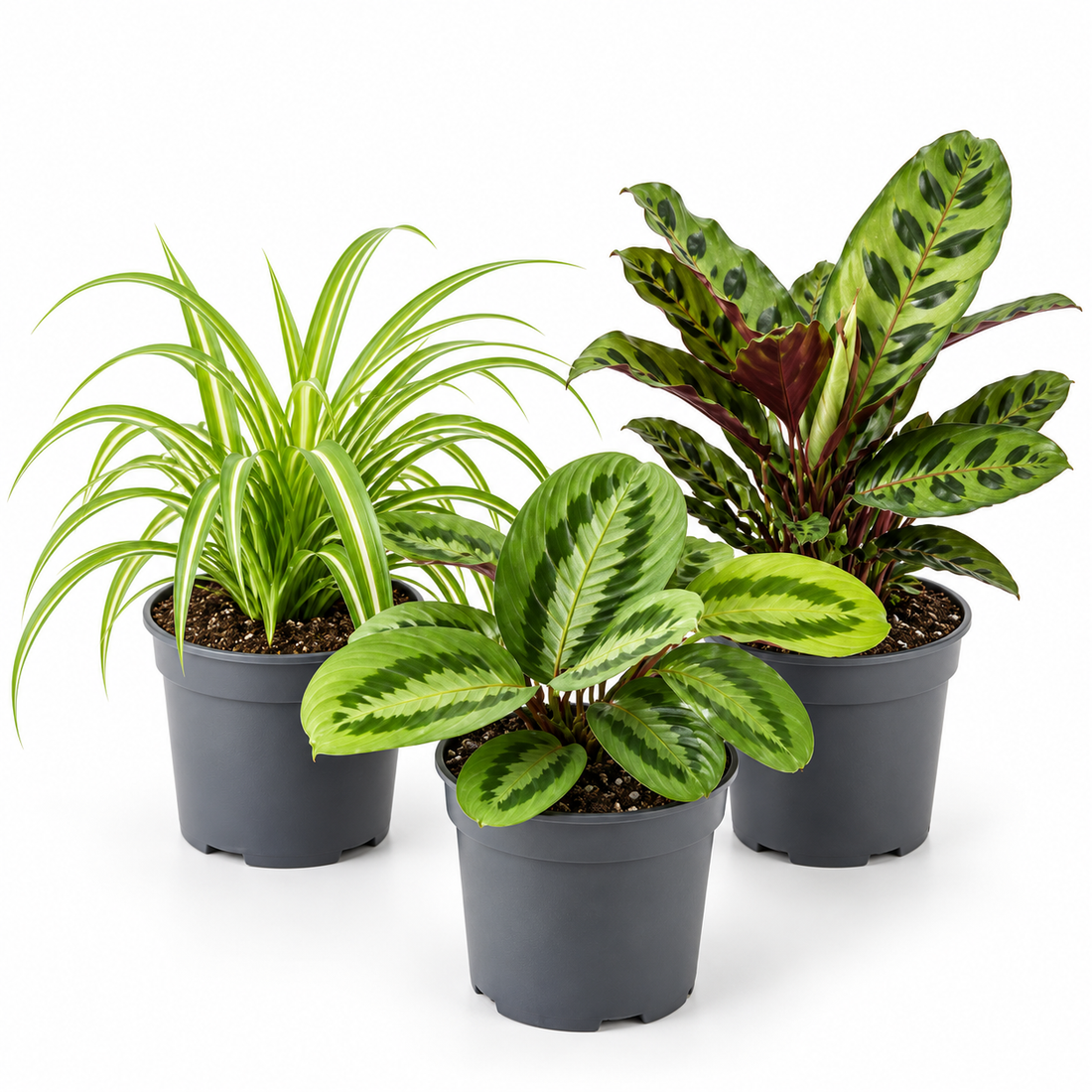 Pet Friendly 3 Plant Collection - Spider Plant, Lemon Lime & Fascinator, 1L Pots