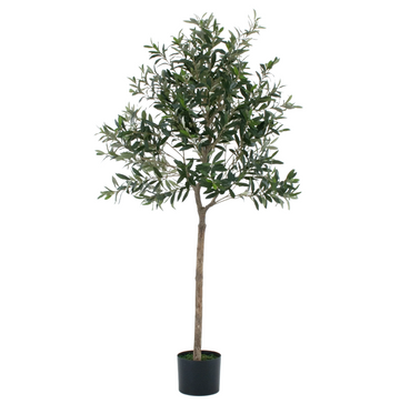 Olive Tree 5ft/150cm - Premium Quality & Natural Appearance - A1034