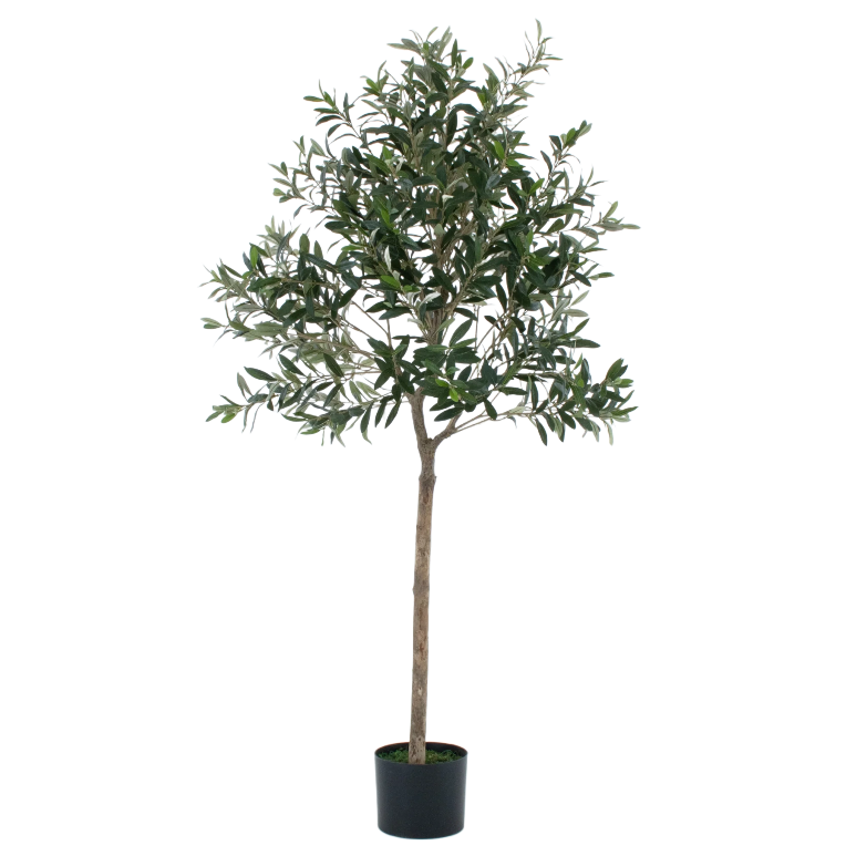 Olive Tree 5ft/150cm - Premium Quality & Natural Appearance - A1034