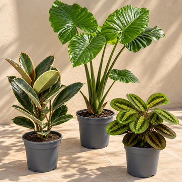 Statement Foliage 3 Plant Collection - Elephant Ear, Tineke & Prayer Plant – Mixed Houseplants Set in 1L Pots
