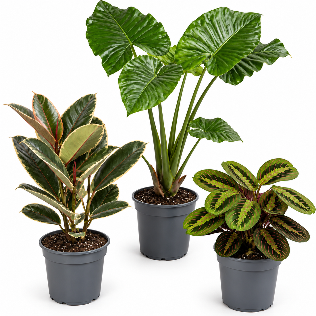 Statement Foliage 3 Plant Collection - Elephant Ear, Tineke & Prayer Plant – Mixed Houseplants Set in 1L Pots