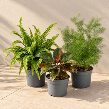 Texture 3 Plant Collection - Boston Fern, Asparagus Fern & Maranta – 3 Mixed Houseplants 1L Pots