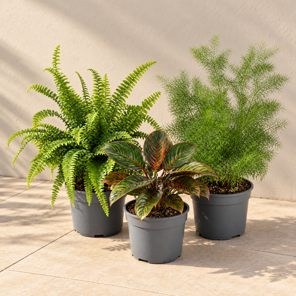 Texture 3 Plant Collection - Boston Fern, Asparagus Fern & Maranta – 3 Mixed Houseplants 1L Pots