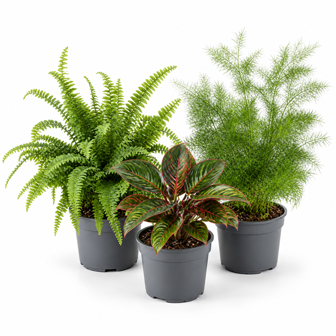 Texture 3 Plant Collection - Boston Fern, Asparagus Fern & Maranta – 3 Mixed Houseplants 1L Pots