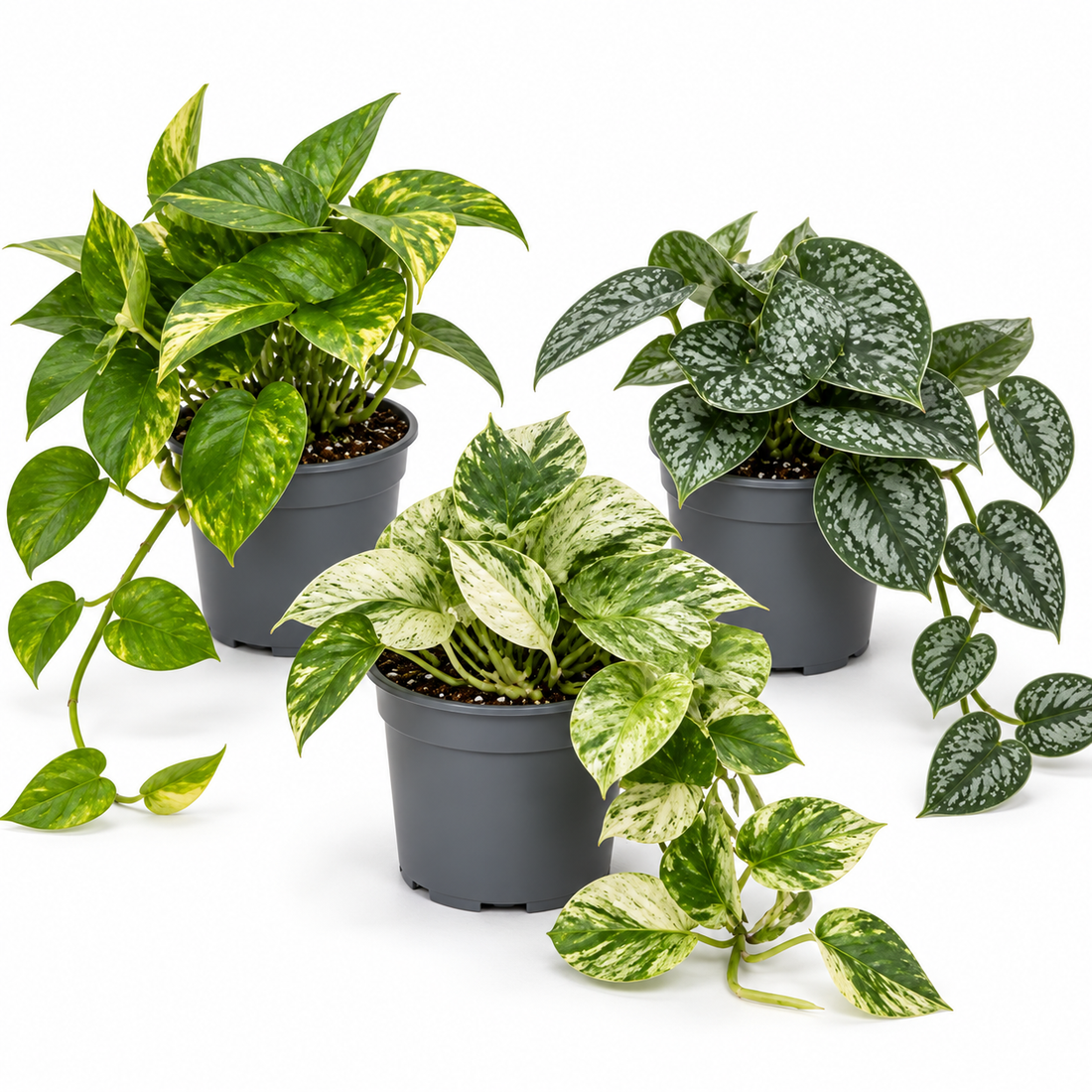 Trailing 3 Plant Collection - Pothos, Marble Queen & Scindapsus Trebie – Mixed Houseplants Set in 1L Pots