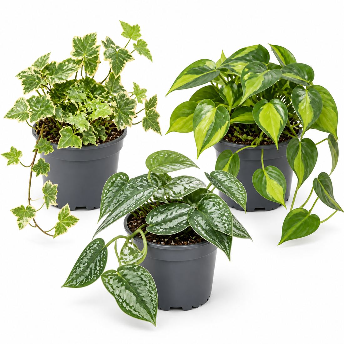 Trailing Jungle 3 Plant Collection - Ivy, Philodendron Brasil & Scindapsus – Mixed Houseplants Set in 1L Pots