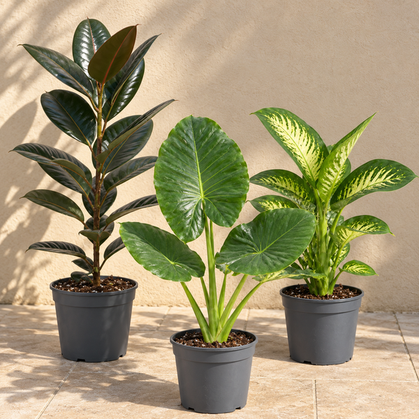 Tropical Jungle 3 Plant Collection - Ficus Robusta, Elephant Ear & Dumb Cane – Mixed Houseplants Set in 1L Pots