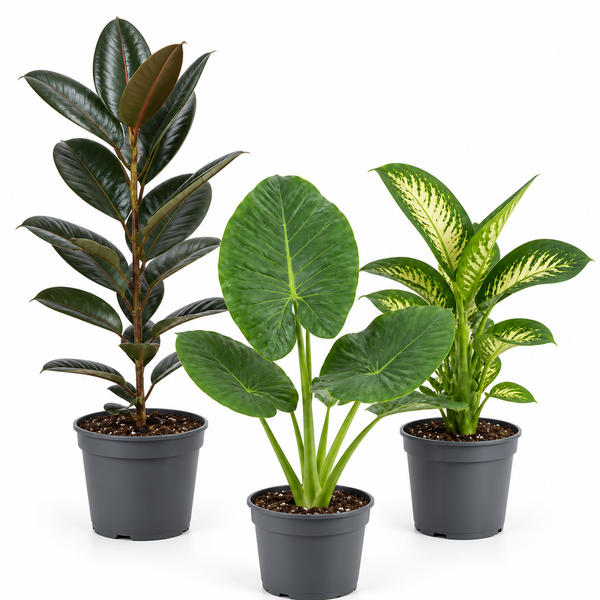 Tropical Jungle 3 Plant Collection - Ficus Robusta, Elephant Ear & Dumb Cane – Mixed Houseplants Set in 1L Pots