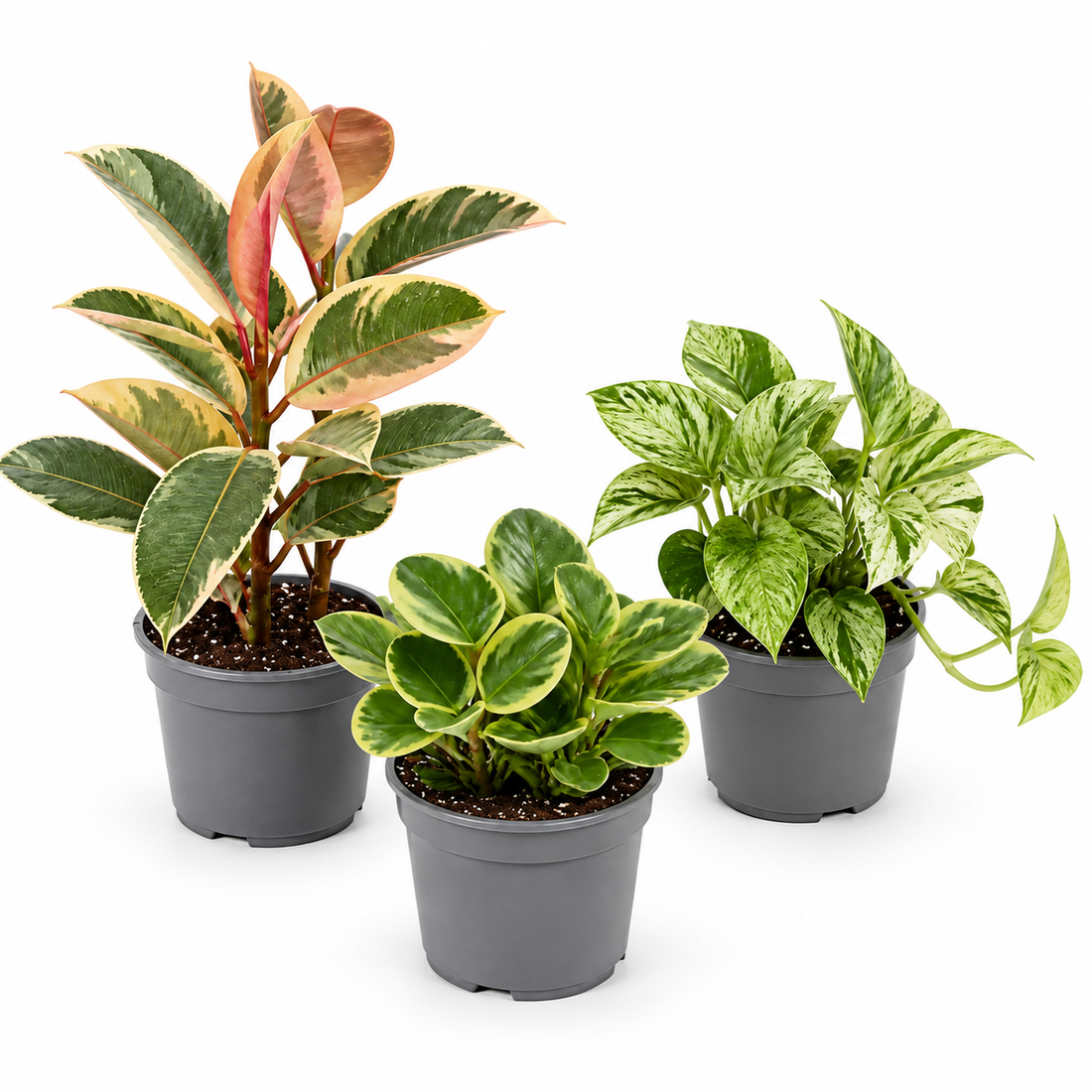 Variegated 3 Plant Collection - Ficus Tineke, Peperomia & Marble Queen – 3 Mixed Houseplants 1L Pots