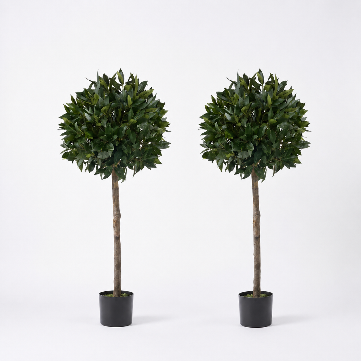 Bay Trees (Set of 2) 4ft/124 cm - With Real Wood Trunk, Natural Leaf and Brown Berries - A1002