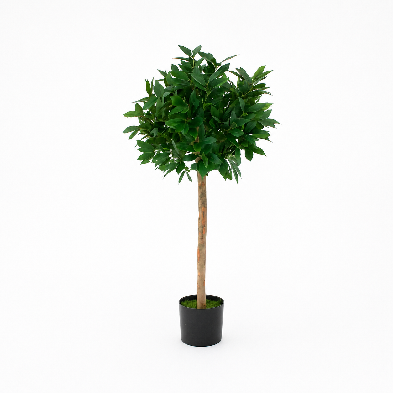 Bay Laurel Tree 4ft/120 cm - With Real Wood Trunk, Natural Leaf and Brown Berries - A1038