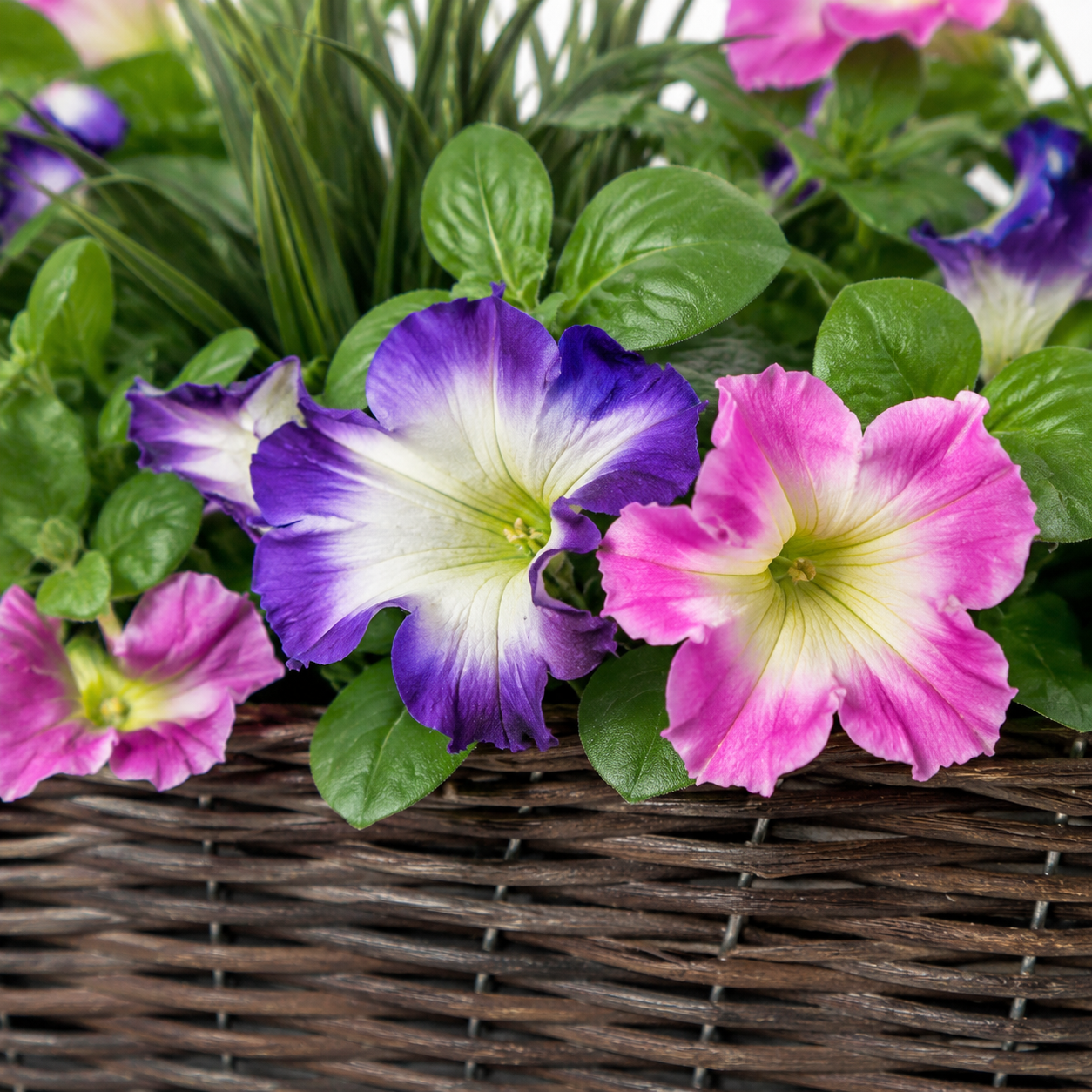 Pink & Purple Petunia Rattan Window Box 58cm/23in - A1194