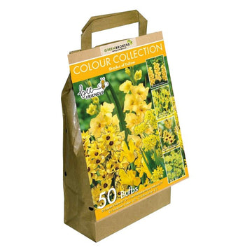 Yellow Colour Collection Summer Flowering Bulbs (50 Bulbs) - B1310