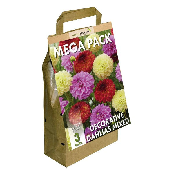 Big Buy Mega Pack Dahlia Decorative Summer Flowering Bulbs Mixed Colours (3 Bulbs) - B1170