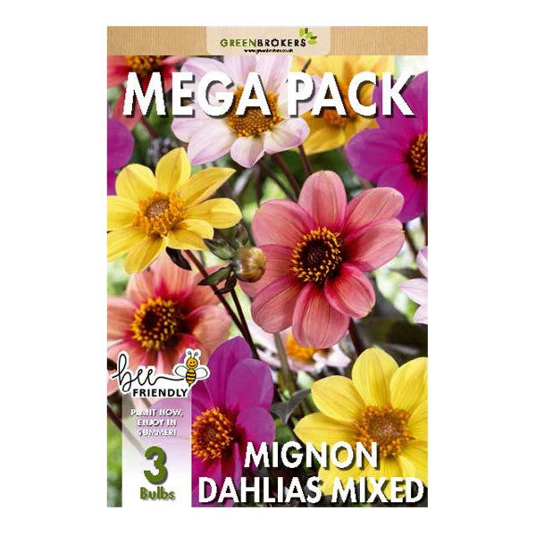 Big Buy Mega Summer Pack Mignon Dahlias Unwin Mixed (3 Bulbs) - B1172