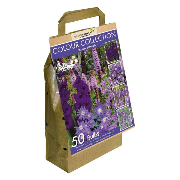Purple Colour Collection Summer Flowering Bulbs (50 Bulbs) - B1308