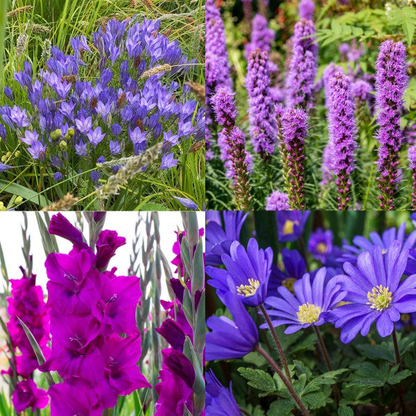 Purple Colour Collection Summer Flowering Bulbs (50 Bulbs) - B1308