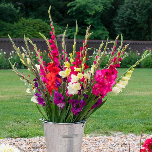 Big Buy MEGA Summer Pack Gladioli Mixed Colours (50 Bulbs) - B1303