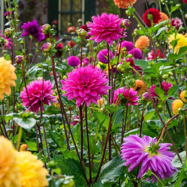 Big Buy Mega Pack Dahlia Decorative Summer Flowering Bulbs Mixed Colours (3 Bulbs) - B1170