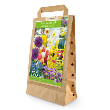 GreenBrokers 5 Month Flowering Bulb Mix – 120 Dutch Bulbs for Spring Gift Bag B1123