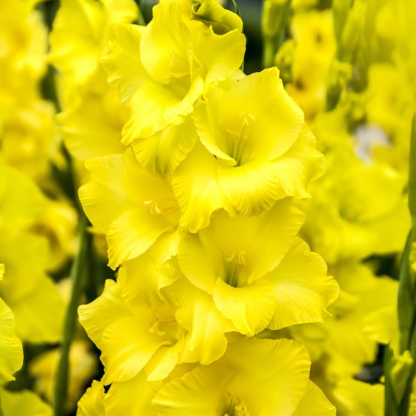 Yellow Colour Collection Summer Flowering Bulbs (50 Bulbs) - B1310
