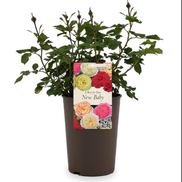 Beautiful Gift Rose - “A Rose for Your New Baby”- Gift Wrapped - 3L Potted - Five Colour Choices 