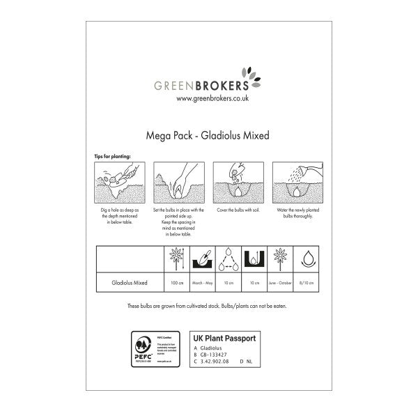 Big Buy MEGA Summer Pack Gladioli Mixed Colours (50 Bulbs) - B1303