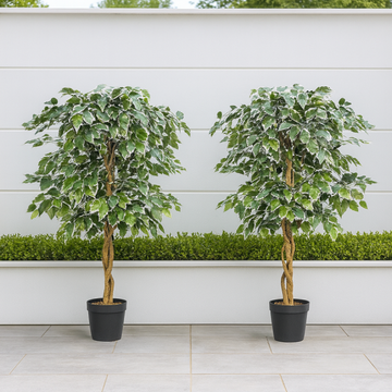 *Clearance* 2 x Artificial Variegated Ficus Trees 120cm/4ft - A1155C