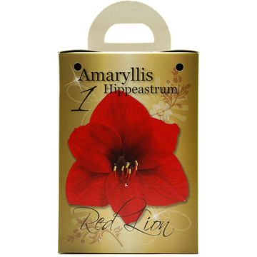 GreenBrokers Red Amaryllis Gift Kit – Bulb, Pot & Compost B1225