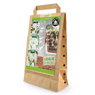 GreenBrokers White Lasagne Bulb Mix – 30 Spring Bulbs, Bee-Friendly B1203