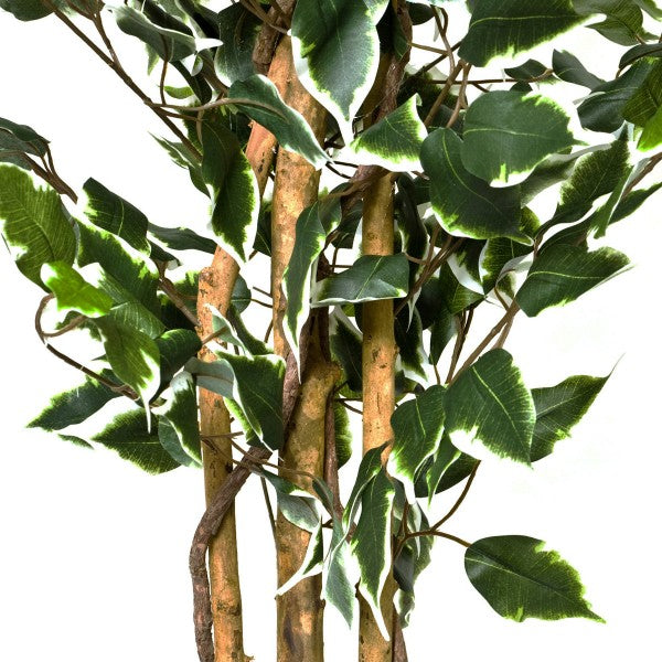 *Clearance* 2 x Artificial Variegated Ficus Trees 120cm/4ft - A1155C