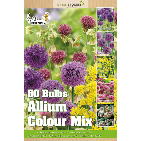 GreenBrokers Allium Bulb Collection – 50 Spring Dutch Bulbs, Bee-Friendly Mix B1218