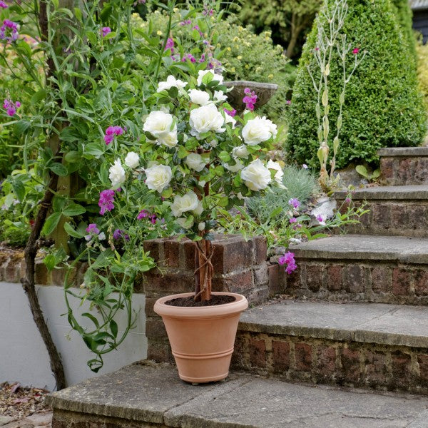 Artificial White Rose Tree 60 Flowers 90cm/3ft - A1404