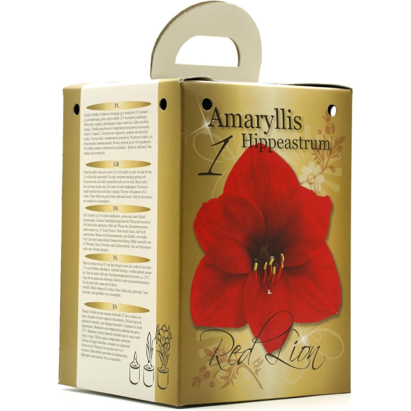 GreenBrokers Red Amaryllis Gift Kit – Bulb, Pot & Compost B1225