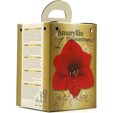 GreenBrokers Red Amaryllis Gift Kit – Bulb, Pot & Compost B1225