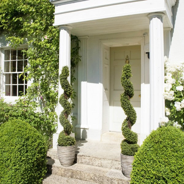  Artificial Spiral Boxwood Topiary Tree 150cm/5ft (Set of 2) - A1180