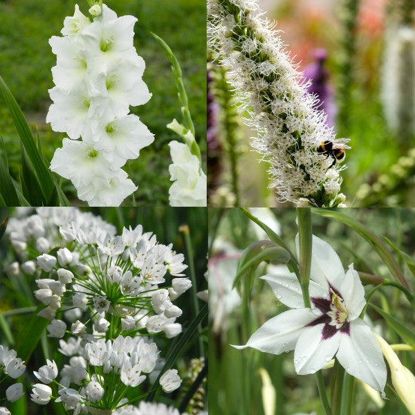White Colour Collection Summer Flowering Bulbs (50 Bulbs) - B1307