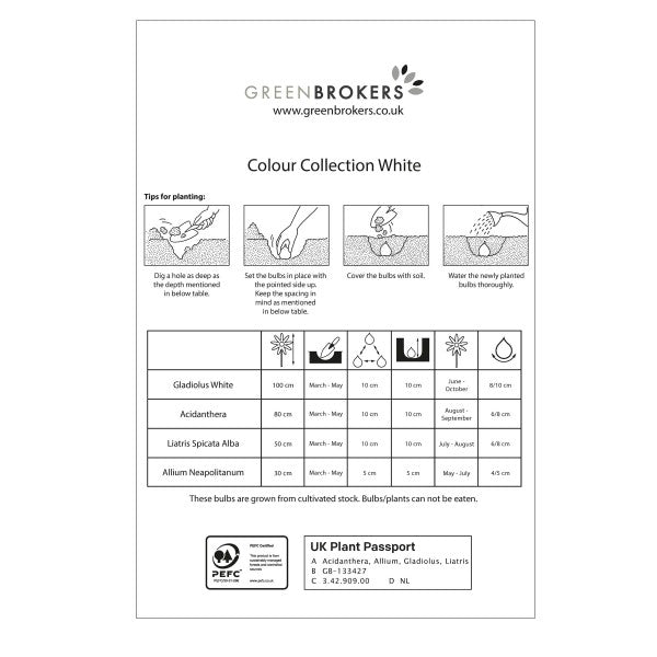 White Colour Collection Summer Flowering Bulbs (50 Bulbs) - B1307