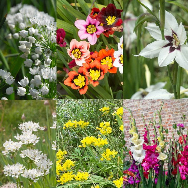 Bee and Butterfly Summer Collection Big Value Pack 6 Flowering Varieties Mixed Colour (101 Bulbs) - B1311
