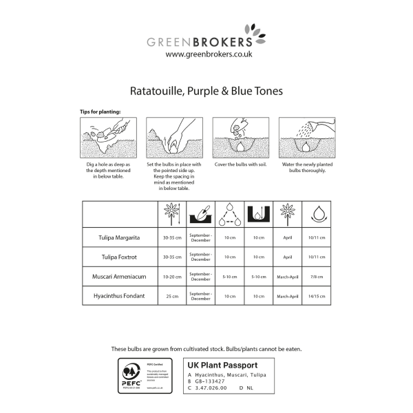 GreenBrokers Ratatouille Purple & Blue Tones Bulb Mix – 30 Dutch Bulbs B1174