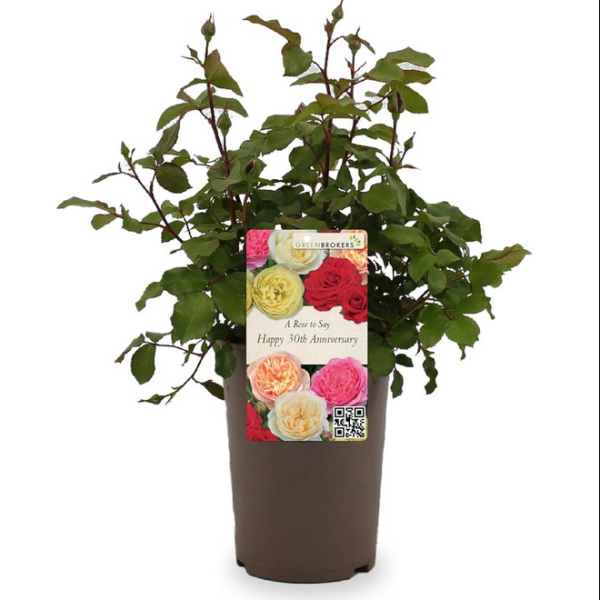 Beautiful Gift Rose - “A Rose to Say Happy 30th Anniversary”- Gift Wrapped - 3L Potted - Five Colour Choices 