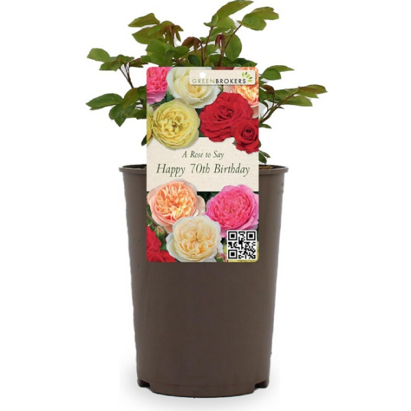 Beautiful Gift Rose - “A Rose to Say Happy 70th Birthday”- Gift Wrapped - 3L Potted - Five Colour Choices 