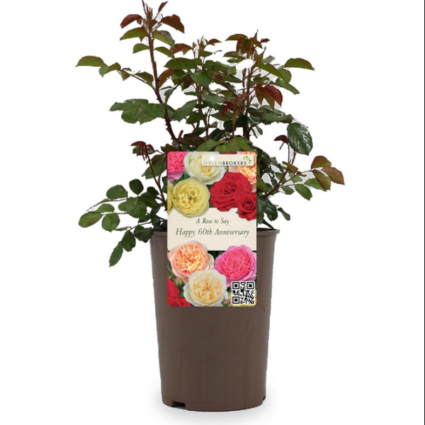 Beautiful Gift Rose - “A Rose to Say Happy 60th Anniversary”- Gift Wrapped - 3L Potted - Five Colour Choices 